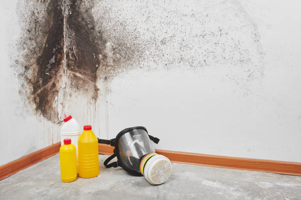 Best Black Mold Removal  in Westmorland, CA