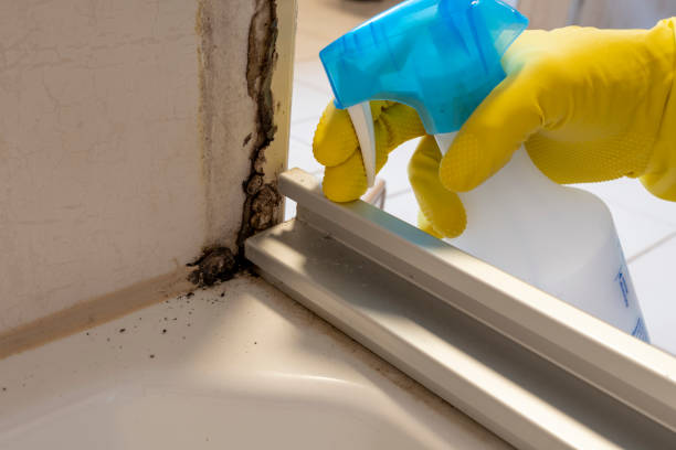 Best Local Mold Removal Service  in Westmorland, CA
