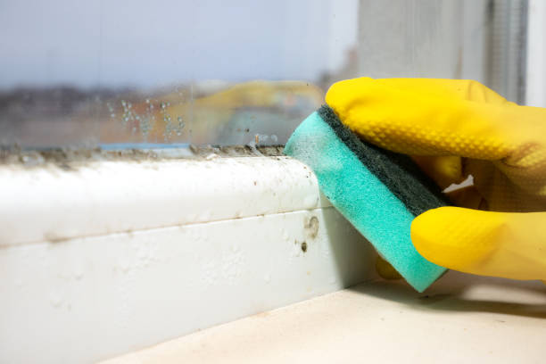 Best Mold Removal Near Me  in Westmorland, CA