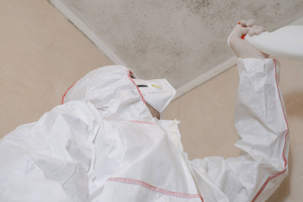 Best Best Mold Removal Companies  in Westmorland, CA