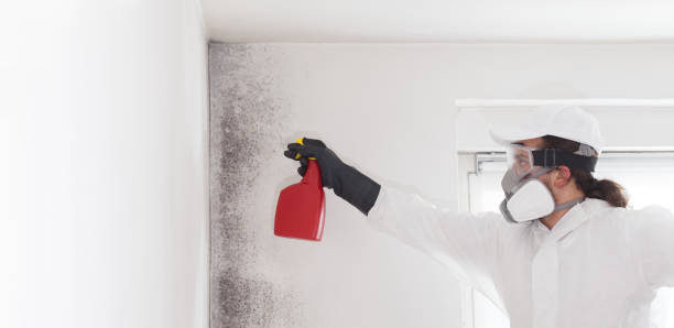 Best Certified Mold Removal  in Westmorland, CA