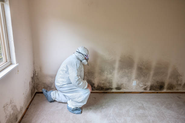 Best Home Mold Removal  in Westmorland, CA