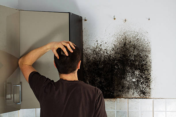 Best Residential Mold Removal  in Westmorland, CA
