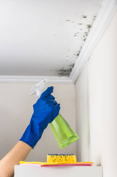 Best Mold Removal and Inspection  in Westmorland, CA