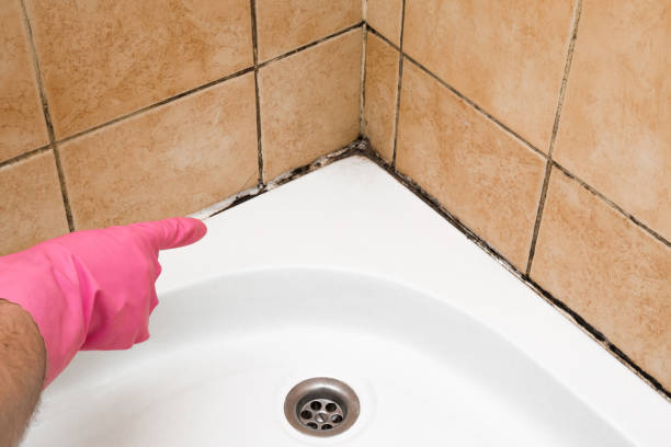 Best Professional Mold Removal  in Westmorland, CA