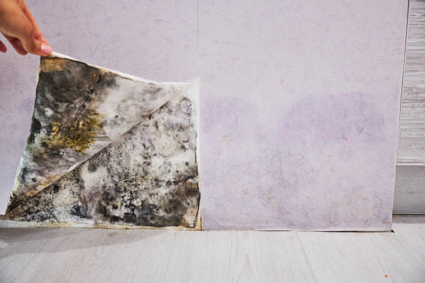 Best Mold Remediation  in Westmorland, CA